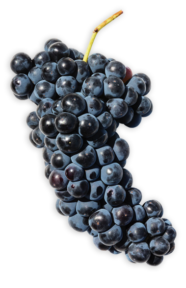 Racimo de Tempranillo